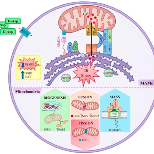 Стероидогенез, ДГЕА, мастер-класс